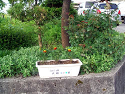 花いっぱい運動