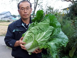 白菜の収穫