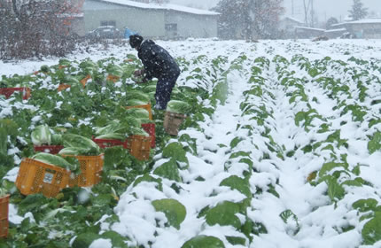 雪の中の白菜収穫
