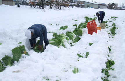 雪の中の白菜収穫