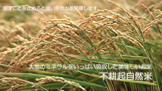 耕すことを止めると強い生命力を発揮します。大地のミネラルをいっぱい吸収した美味しいお米　（不耕起自然米）