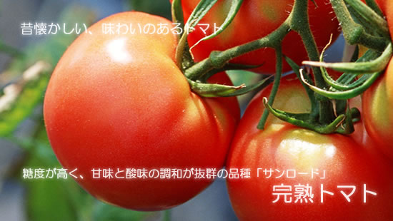 懐かしい、味わいのあるトマト。　糖度が高く、甘味と酸味の調和が抜群の品種「サンロード」完熟トマトの販売